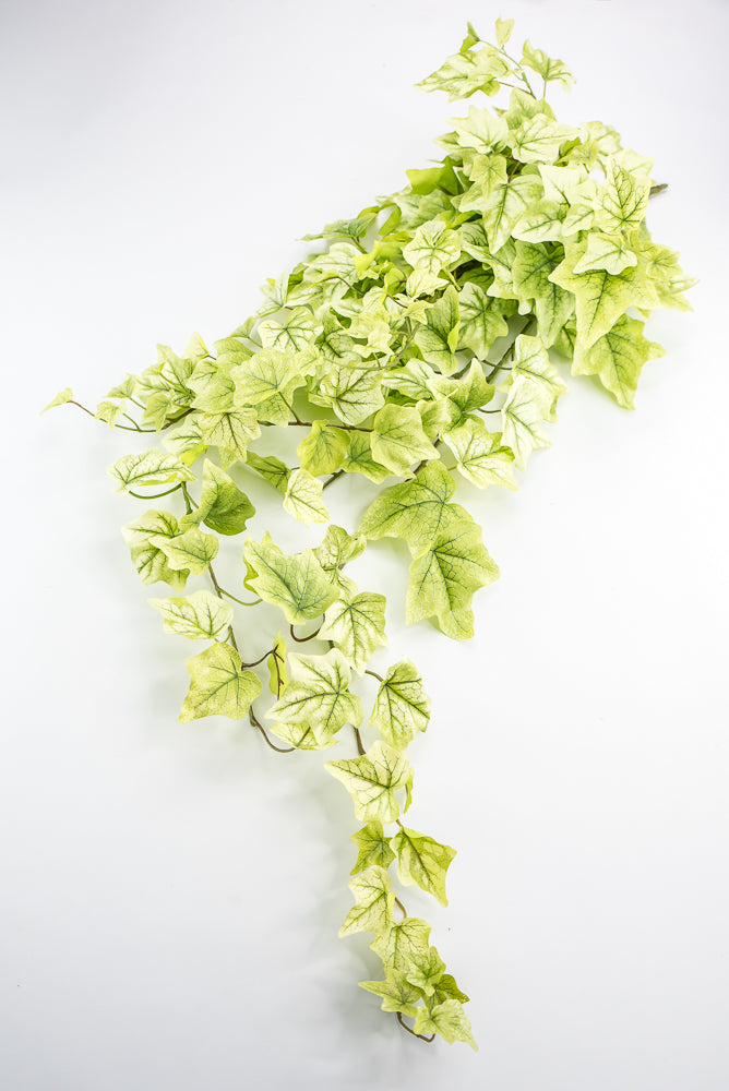 green ivy hanging plant Lemon Lime Hanging Green Ivy Bush