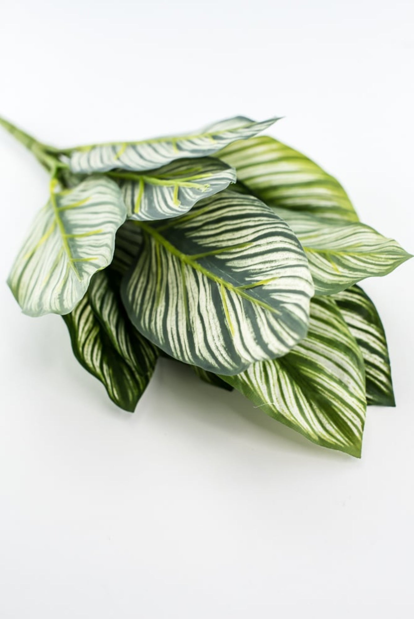 fake calathea Artificial Calathea whitestar leaf plant / real touch