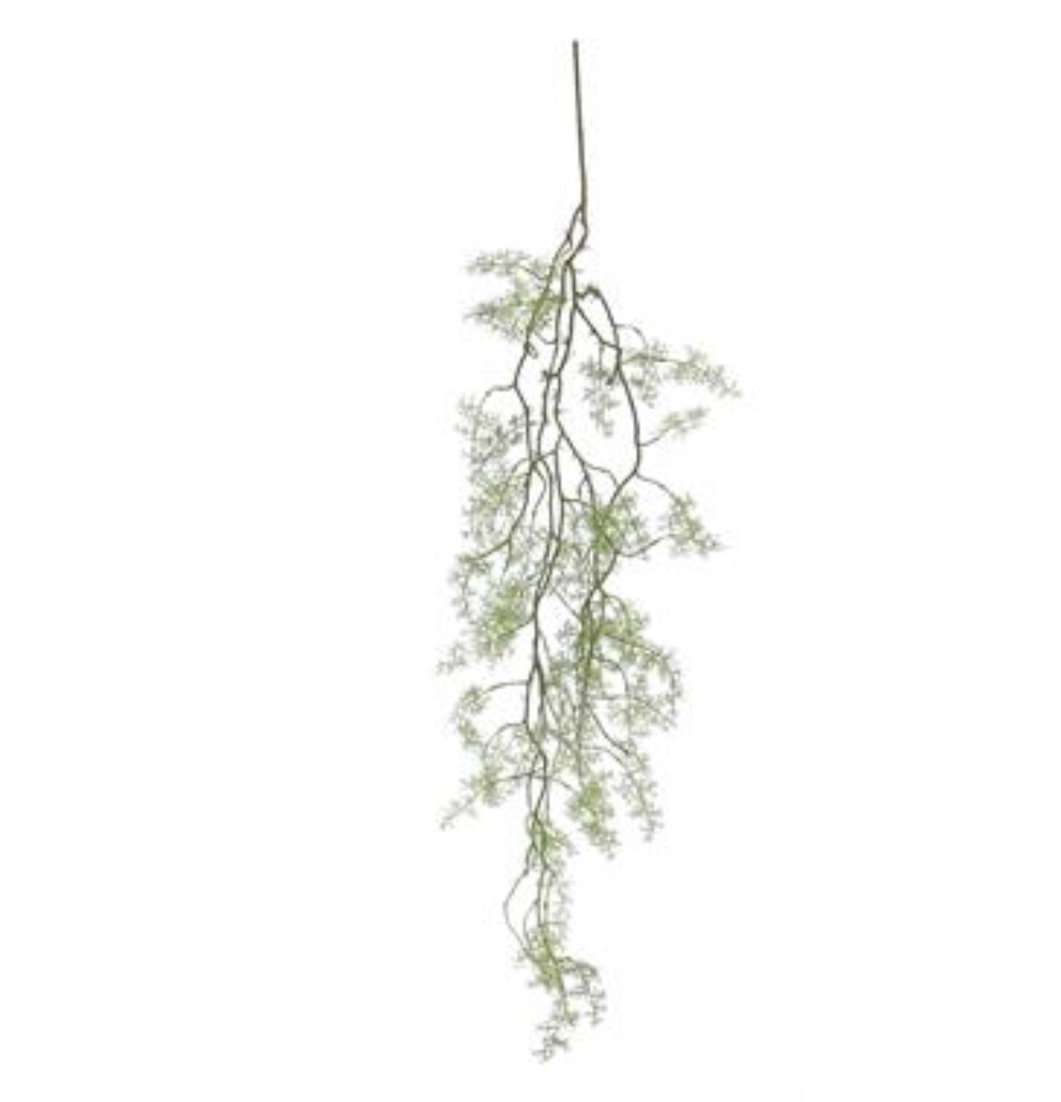 Hanging vining cypress - Greenery Marketgreeneryfl5228-g