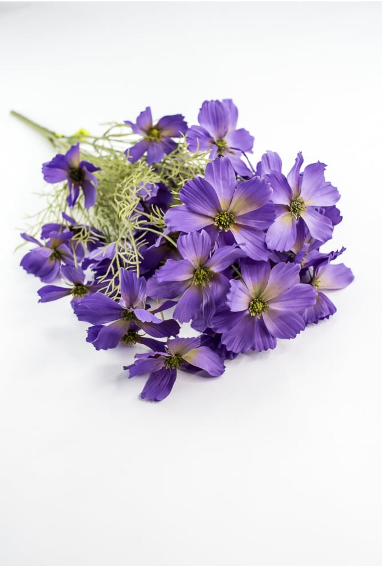 紫苑 Lavender Garden Cosmos Bush - Greenery Market