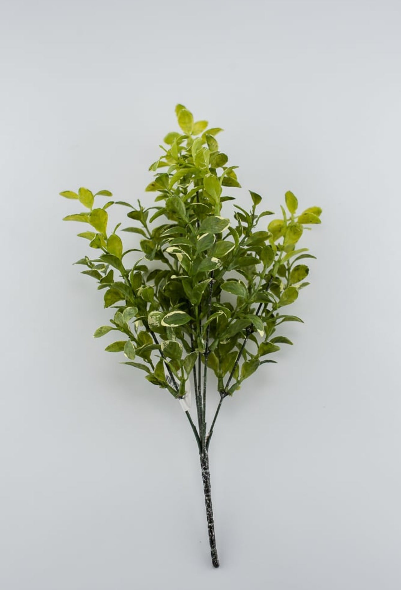 leaf-bush-green-cream-edge-