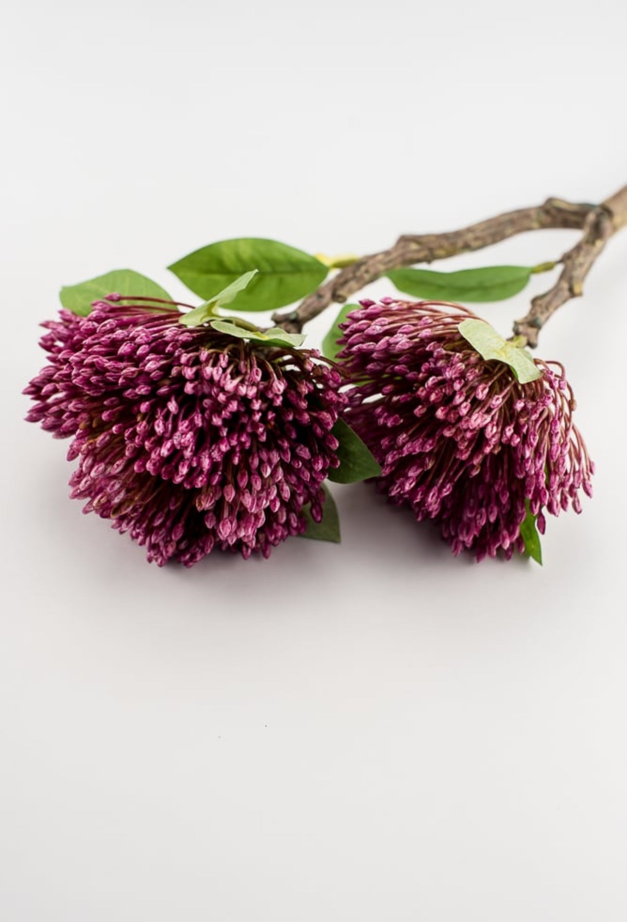 magenta-pink-spike-flower-