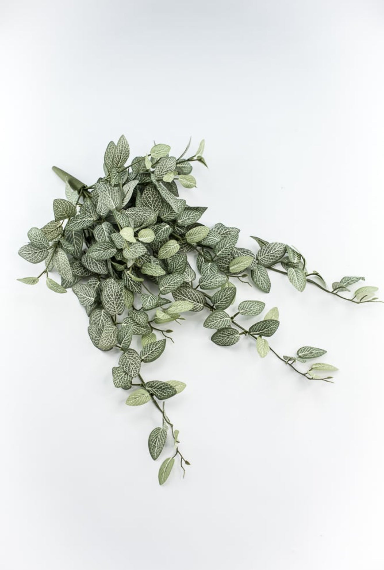 Mini Fittonia hanging Bush Vine
