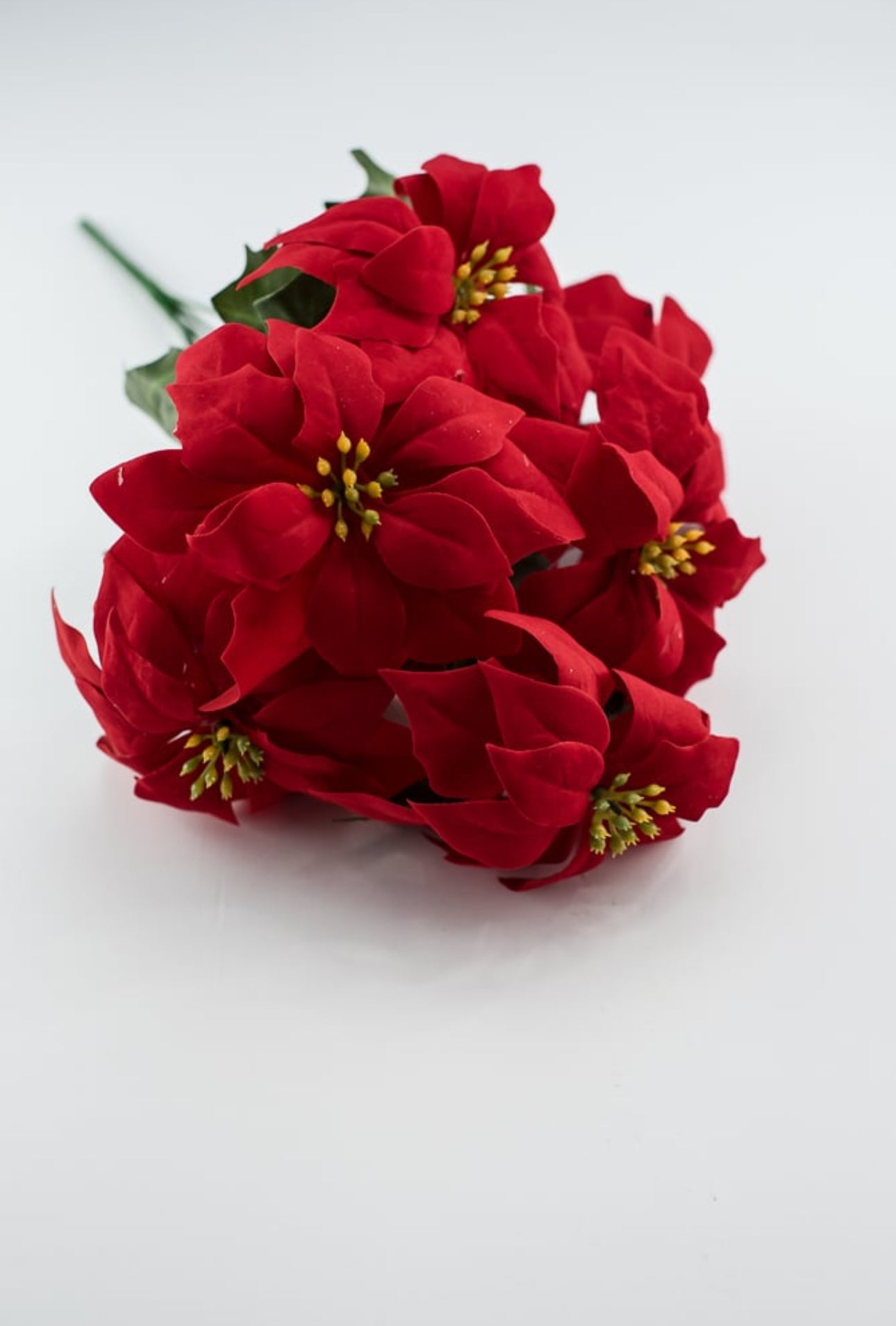 Red velvet poinsettia bush - Greenery Market