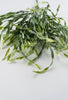 Airy wavy grass Greenery bush - Greenery Marketgreenery15102