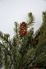 Angel Fir Pine spray with cones - Greenery MarketgreeneryX983/L-TTG
