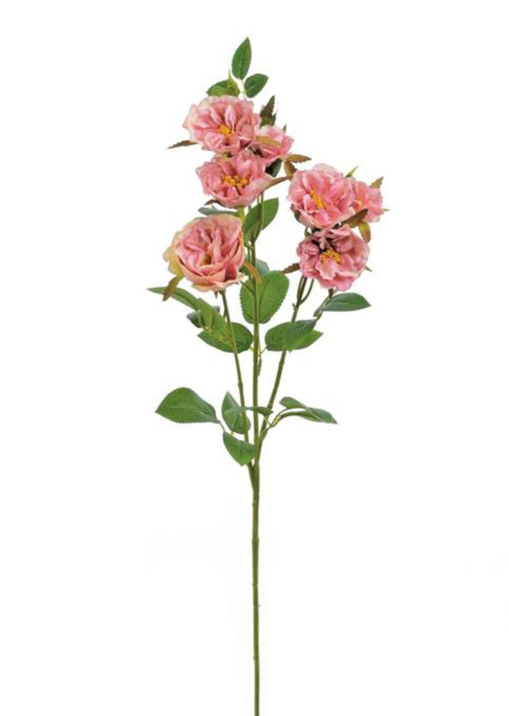 Cabbage rose spray rose pink Greenery Market