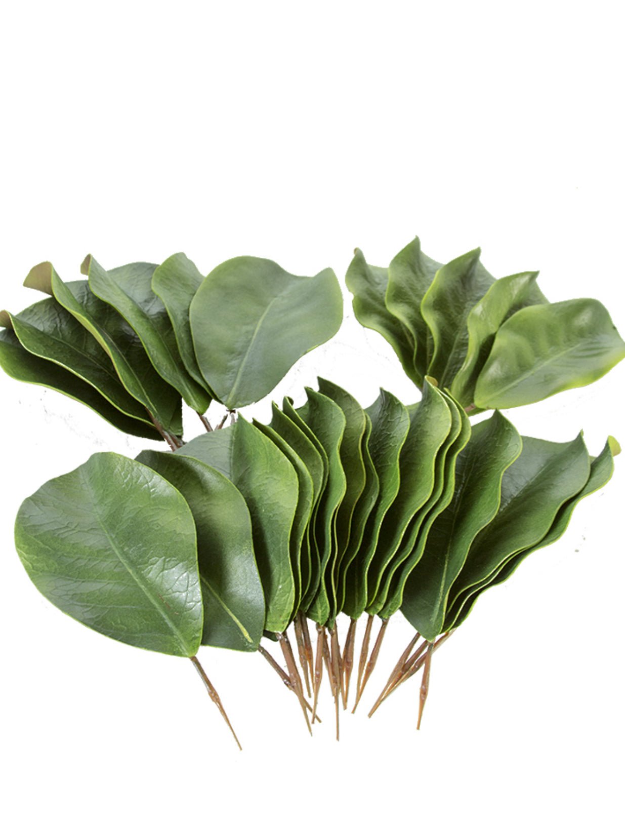 Life like, magnolia leaves, bag of 30 - Greenery Marketgreenery2330043GR