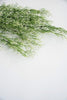 White tipped, fine wild grass bush - Greenery Market26927