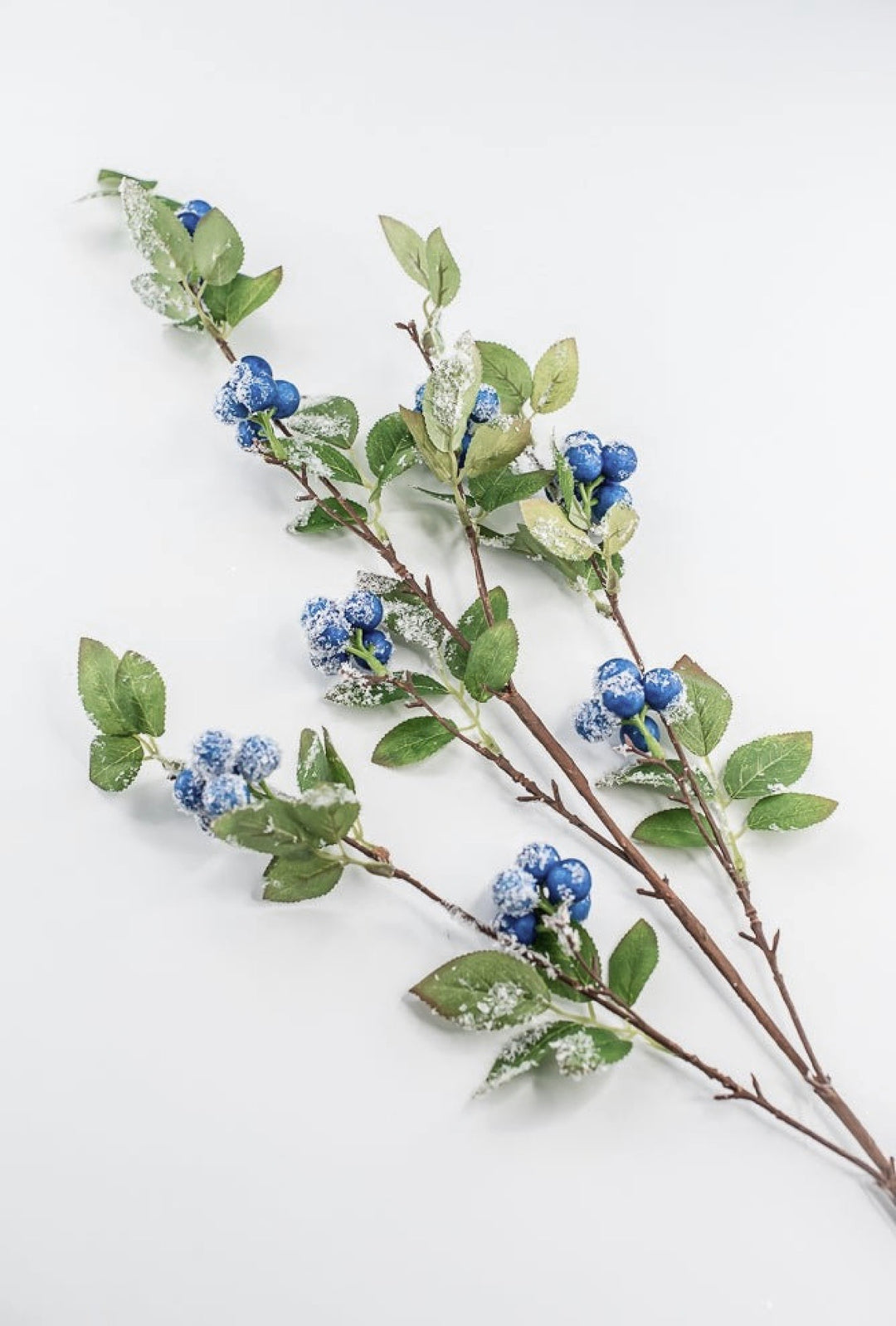 Berries, Pods, & Fruits