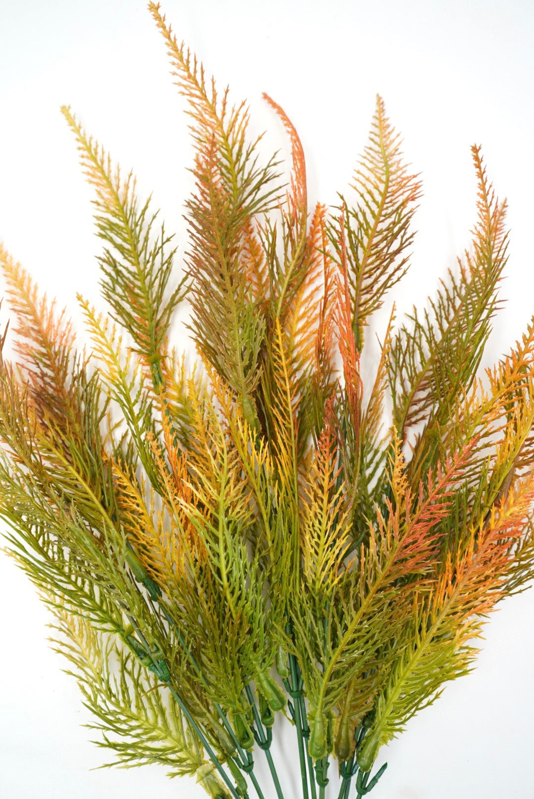 Feather fern,  orange tipped greenery bush x 2 bushes