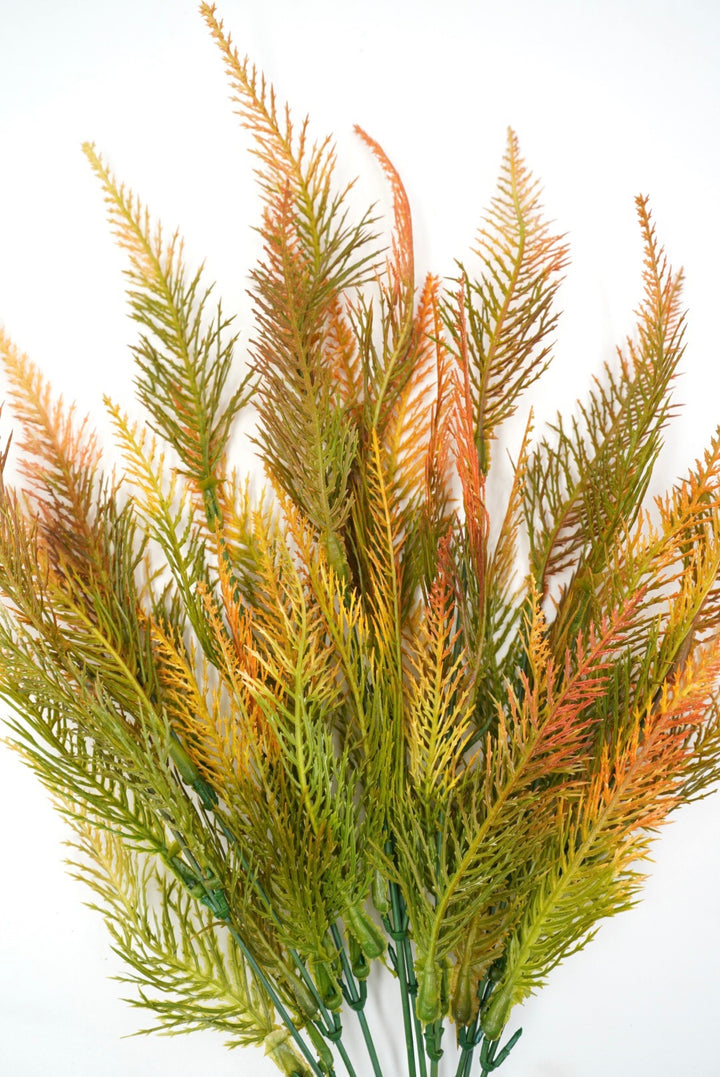 Feather fern,  orange tipped greenery bush x 2 bushes