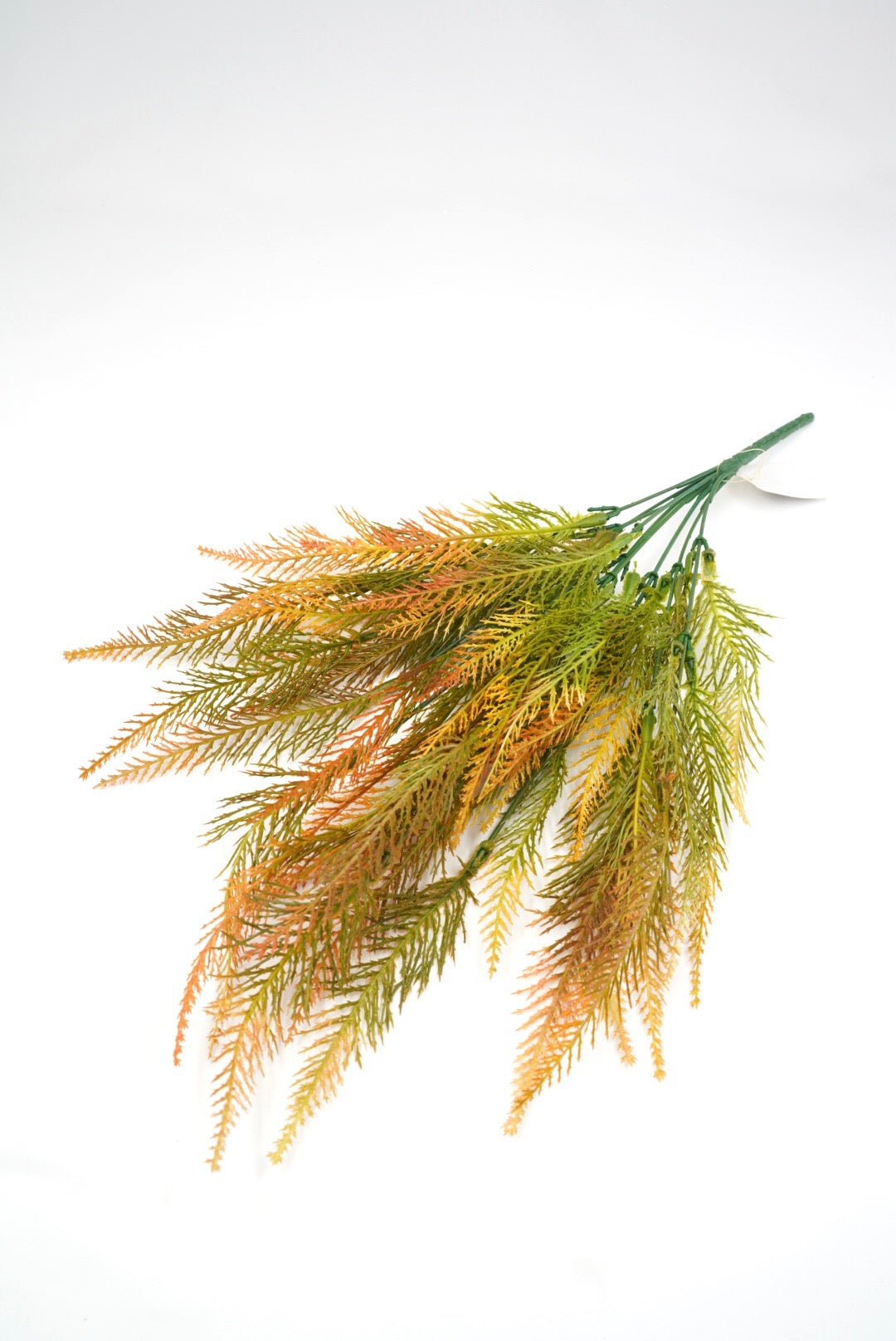 Feather fern,  orange tipped greenery bush x 2 bushes