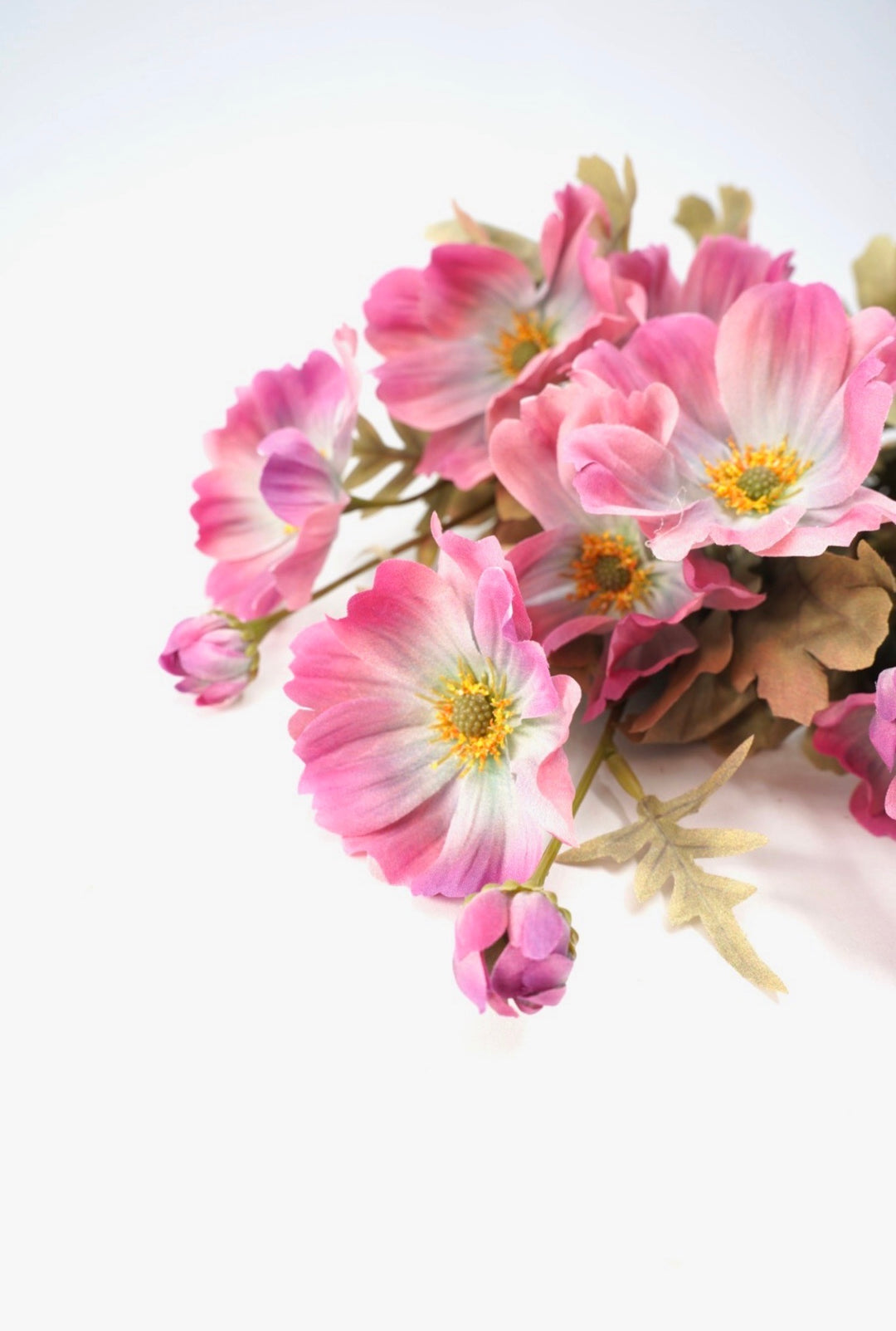 Pink Cosmos Bush