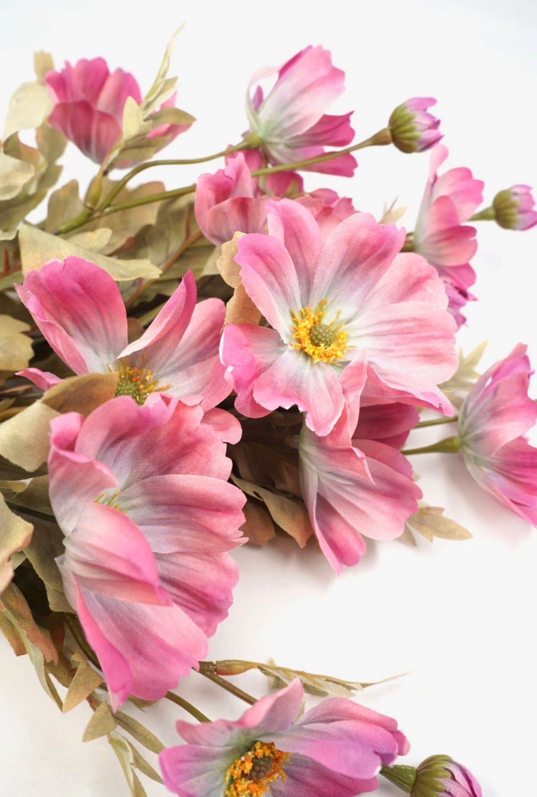 Pink Cosmos Bush