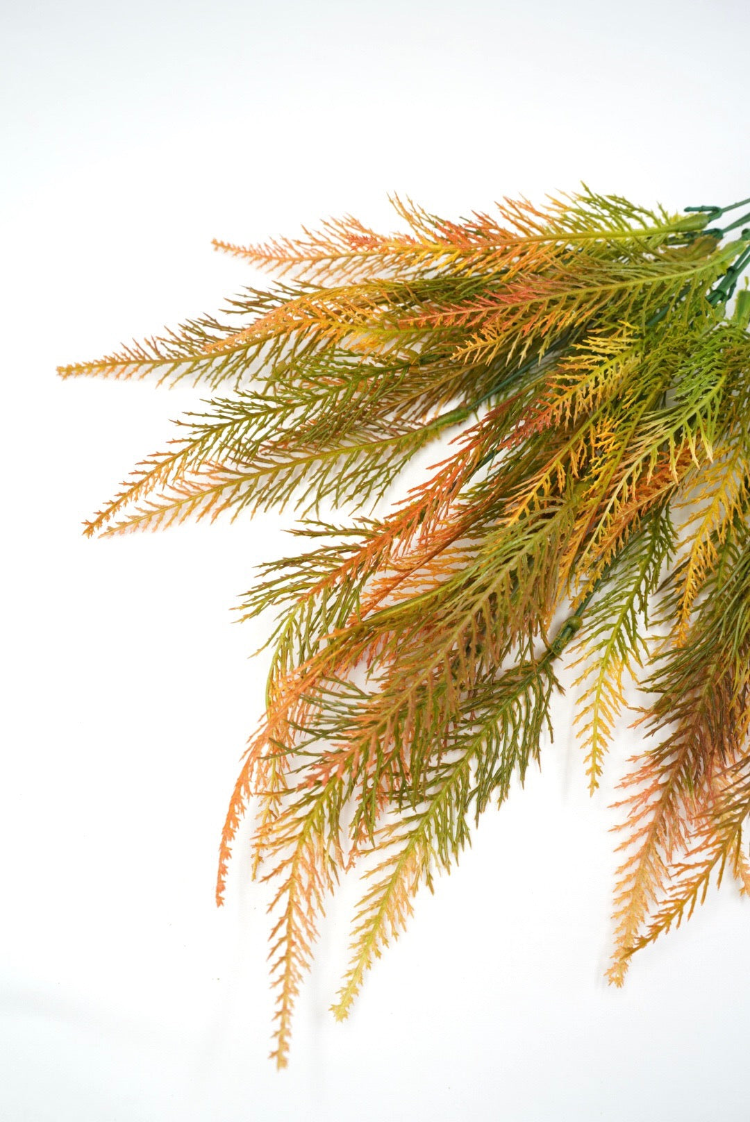 Feather fern,  orange tipped greenery bush x 2 bushes
