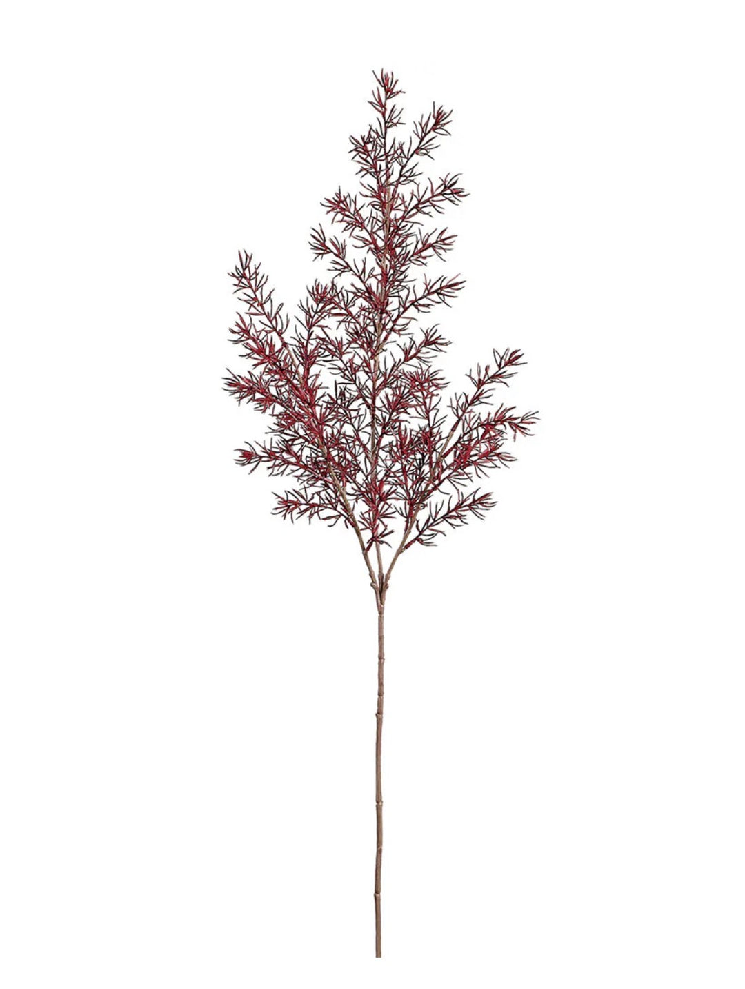 Autumn Asparagus Fern Spray - Burgundy