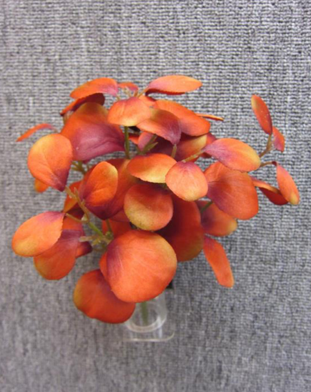 Orange Satin Eucalyptus Mini Bush - 9.5"