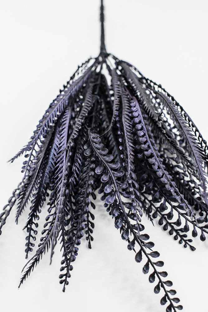 Purple Black Button Leaf Bush