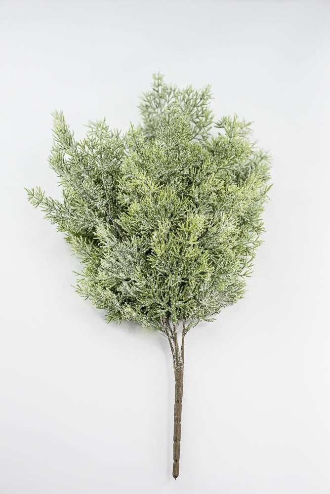 Cedar Iced Bush