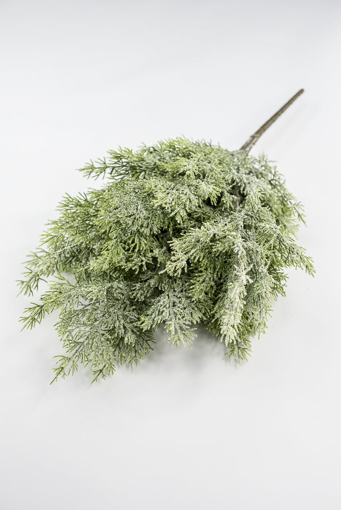 Cedar Iced Bush