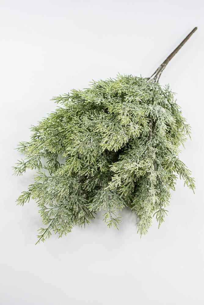 Cedar Iced Bush