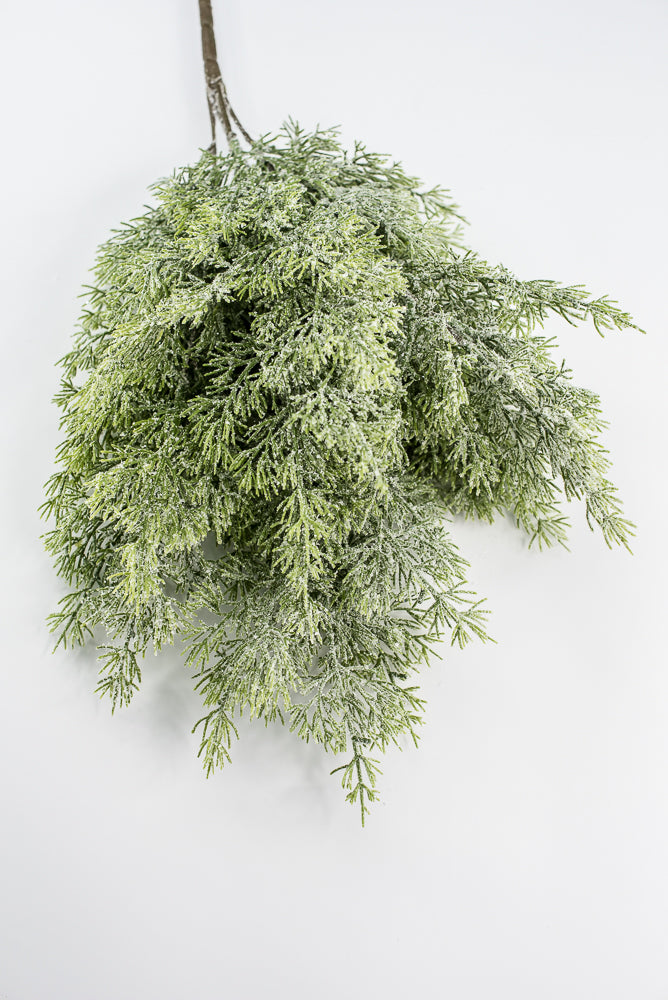 Cedar Iced Bush