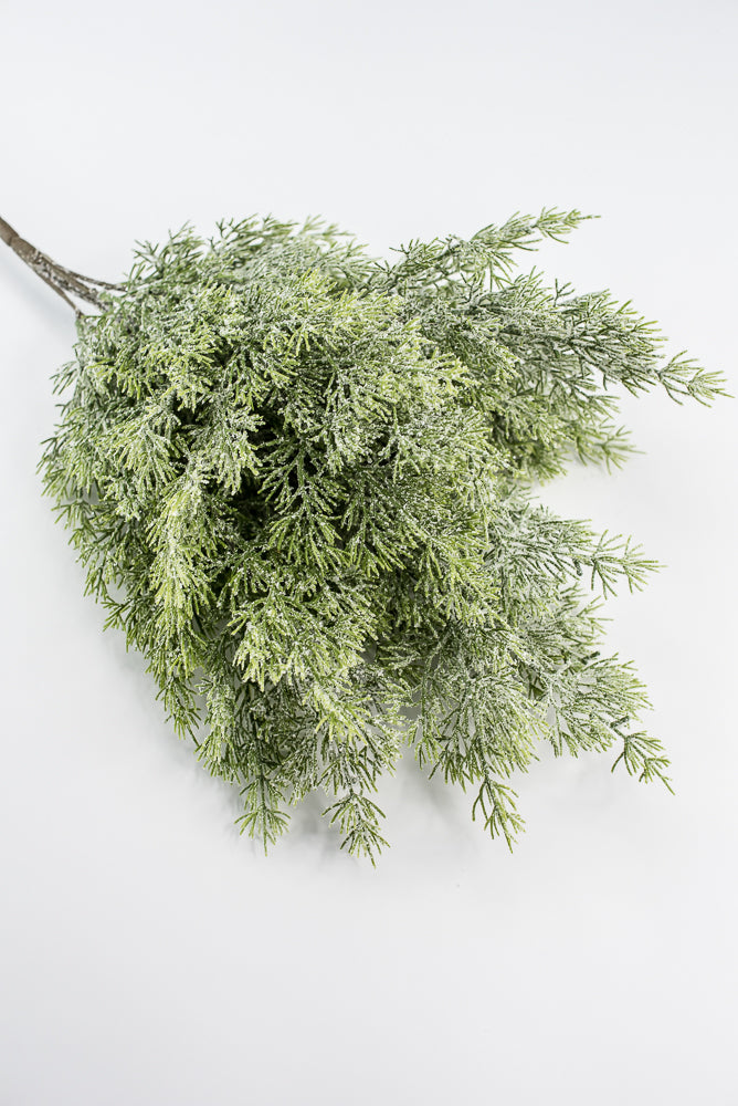 Cedar Iced Bush