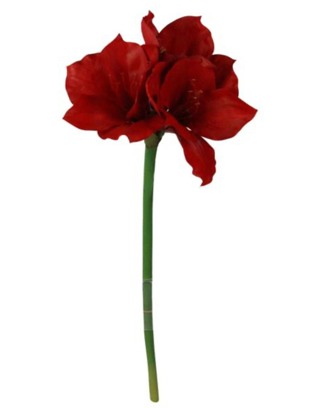 Amaryllis stem - red - Greenery MarketXS715624