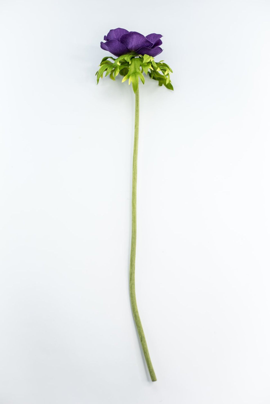 Anemone stem - purple - Greenery Market2270026PP