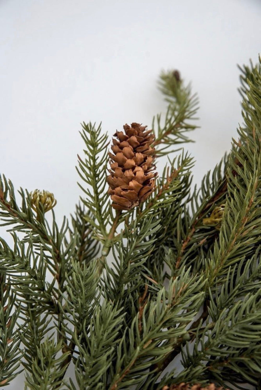 Angel Fir Pine spray with cones - Greenery MarketgreeneryX983/L - TTG