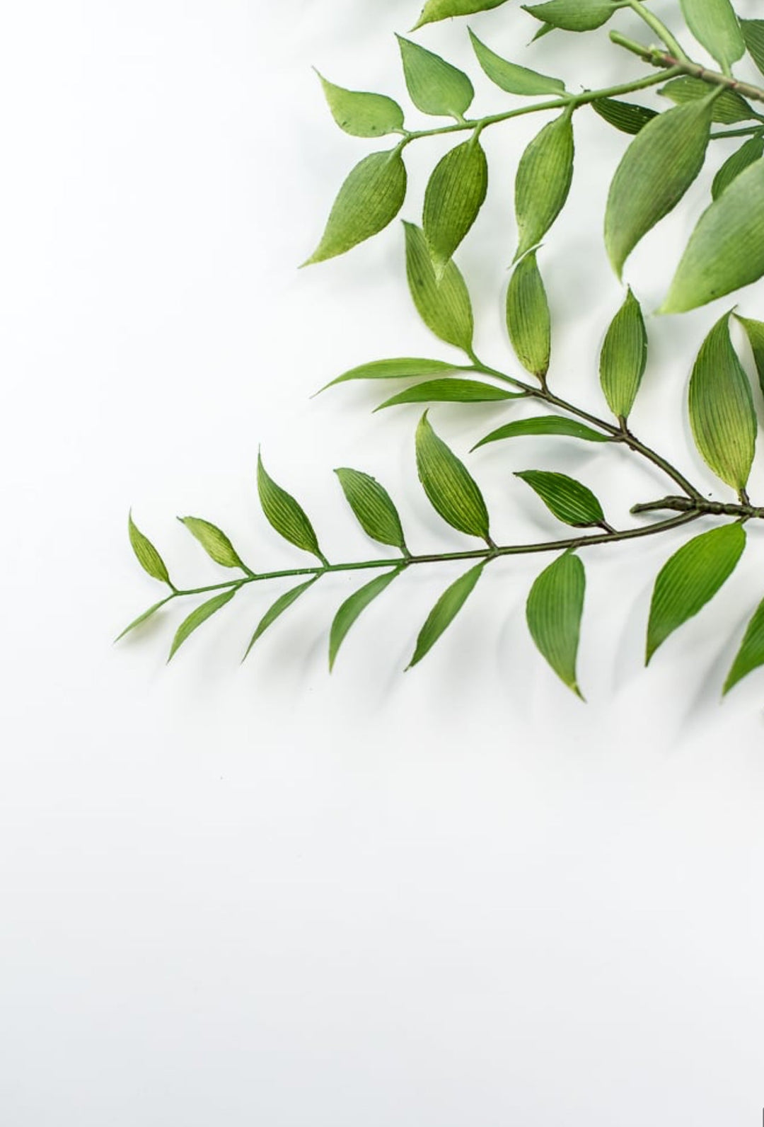 Artificial Asian Bay Leaves Bush - Greenery MarketPBB166 - GR