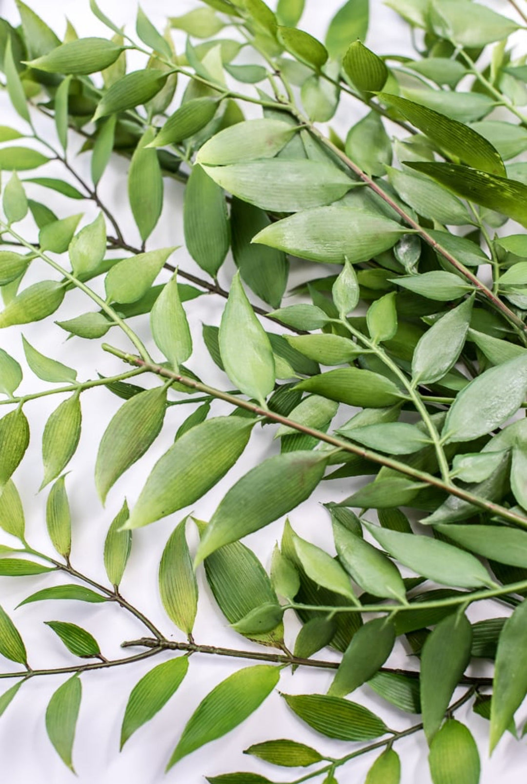 Artificial Asian Bay Leaves Bush - Greenery MarketPBB166 - GR