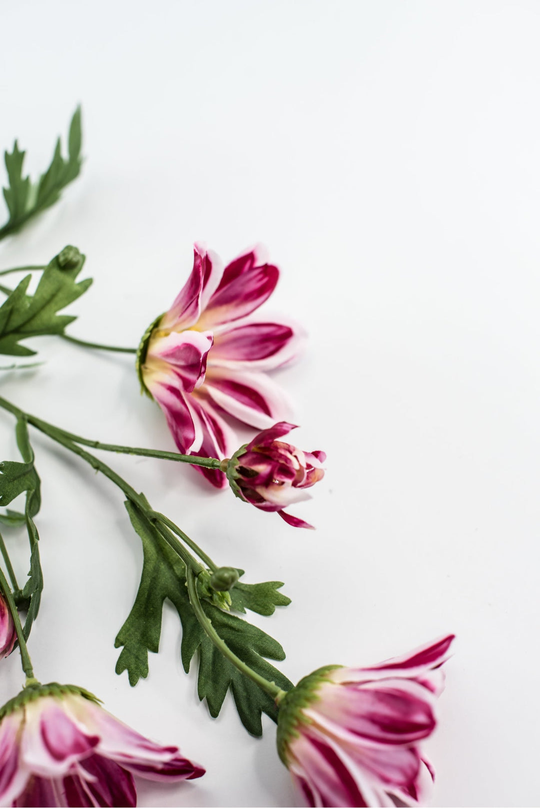 Artificial, Daisy Flower Spray - Magenta - Greenery Market6482 - MAG