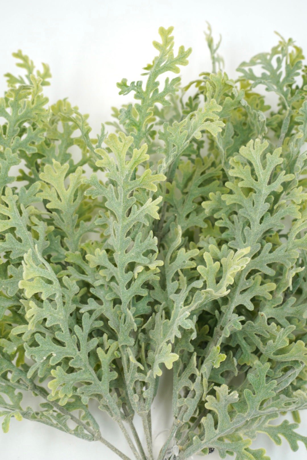 Artificial flocked Dusty Miller bush - Greenery Marketgreenery25890