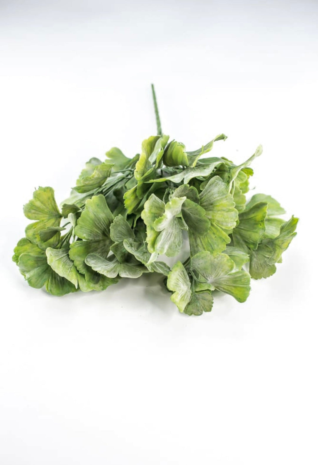 Artificial Gingko biloba plant - Greenery MarketArtificial Flora82460 - frosted