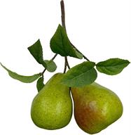 Artificial Green Pear Branch Pick - 10" - Greenery MarketF546-G