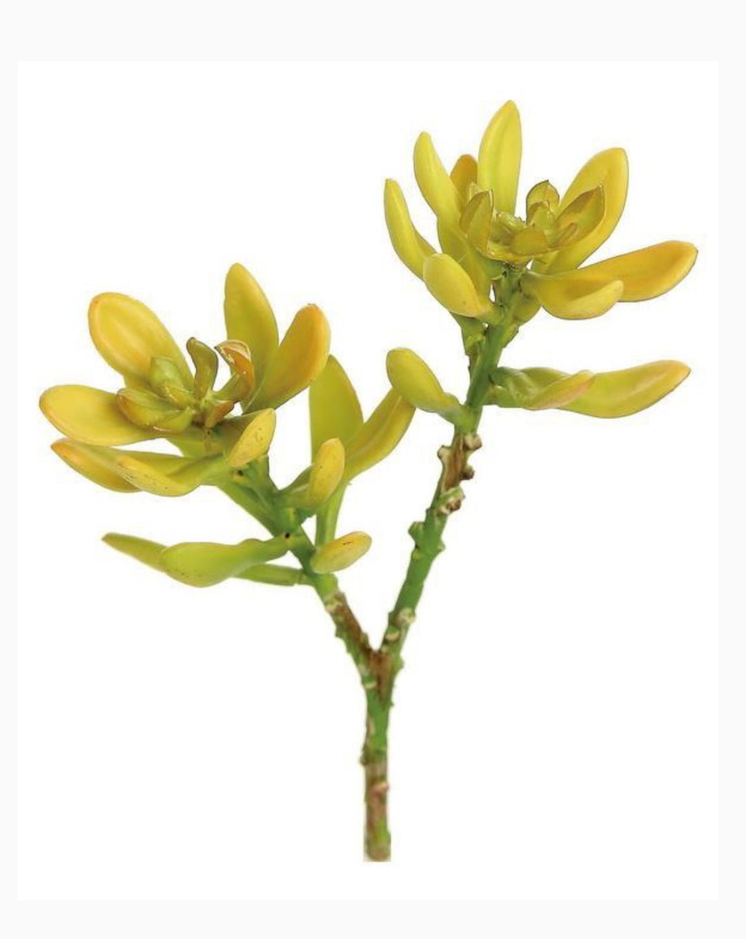 ice plants succulent Artificial Ice Plant Succulent Pick