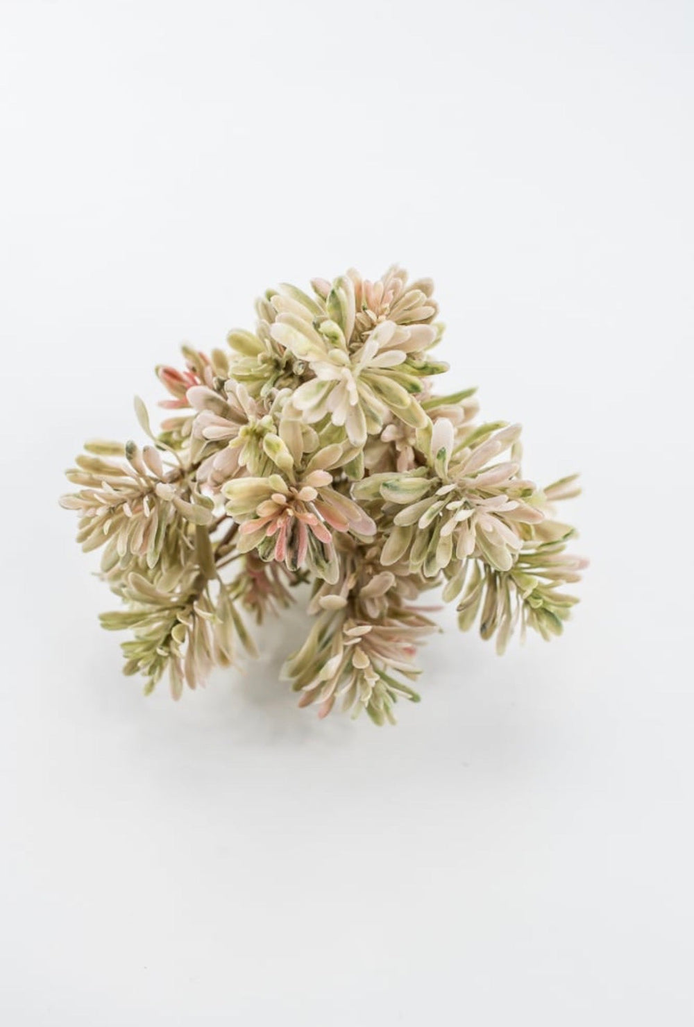 Artificial mini jade bush - Greenery MarketGreeneryFL2250-MS