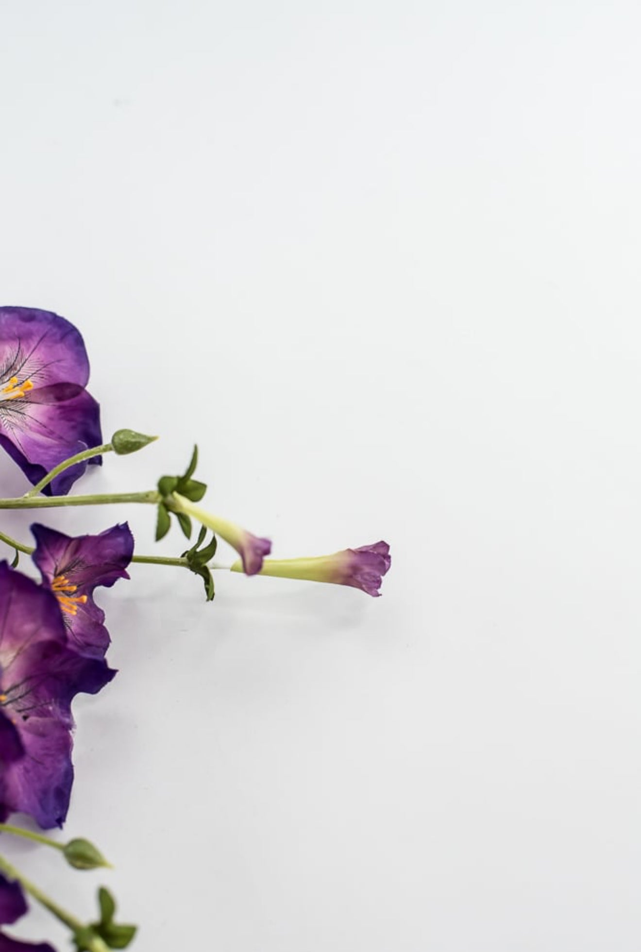 Artificial, Morning Glory Spray - purple - Greenery Market