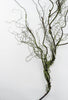 Artificial mossy twigs vine 41” - Greenery Market27549