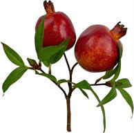 Artificial Red Pomegranate Pick - 10.5" - Greenery MarketF547-R