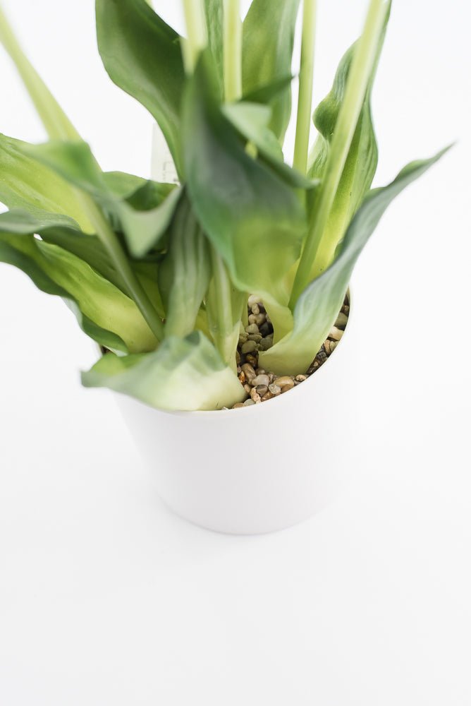Artificial, Red, tulips in a container - Greenery Market6544-R