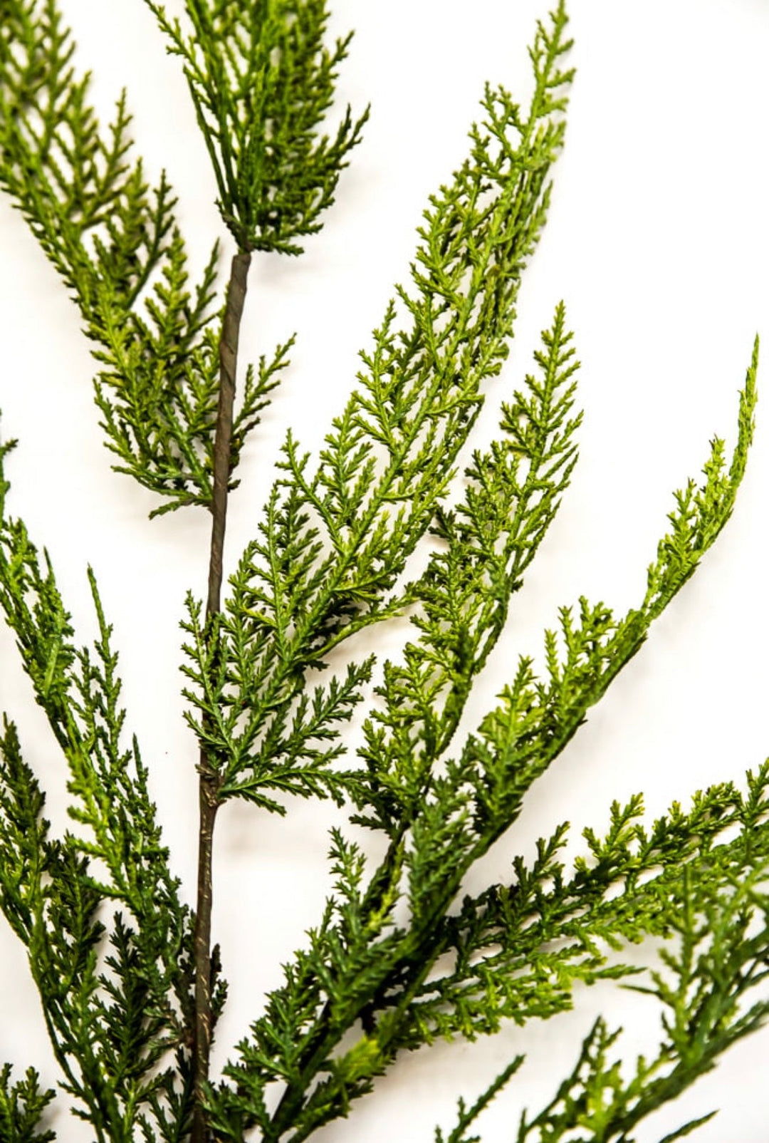 Artificial soft cedar spray - Greenery Marketgreenery279142