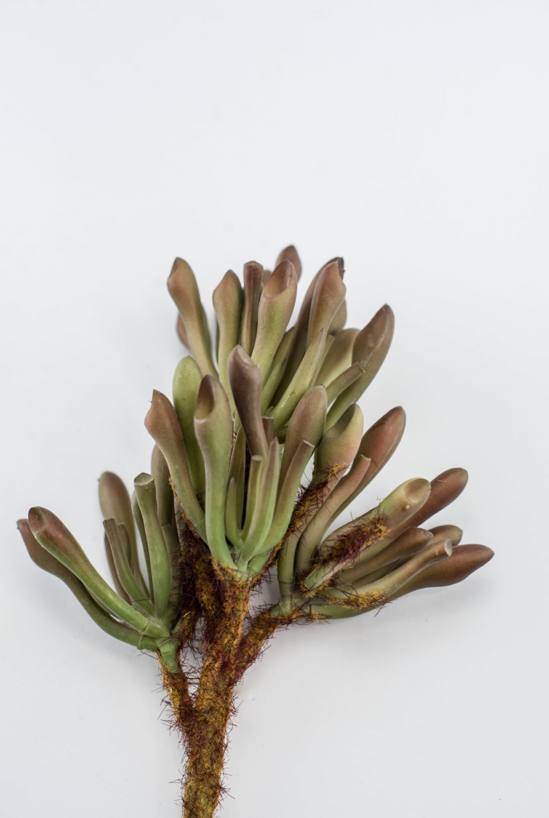 tubular succulent plant Artificial succulent, tube succulent,