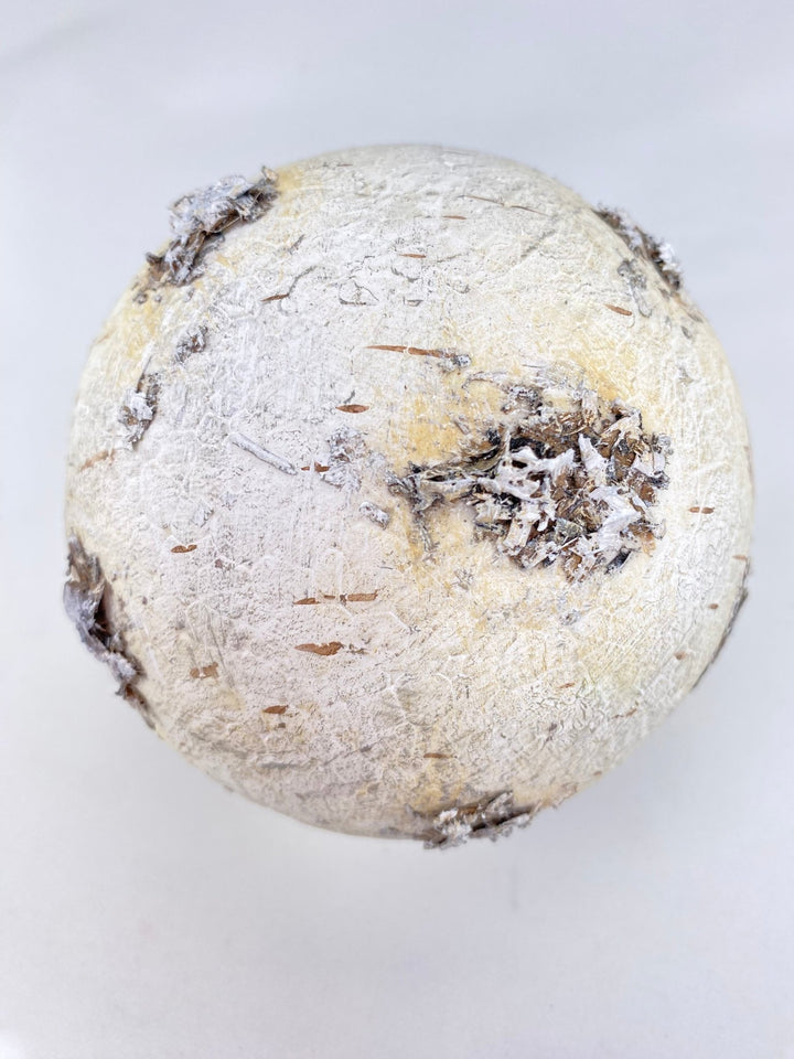 Birch Bark Christmas Ornament 3” - Greenery MarketSeasonal & Holiday Decorations2829128WH