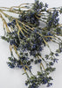 Blue seeds berry bush - Greenery Market6087-bg