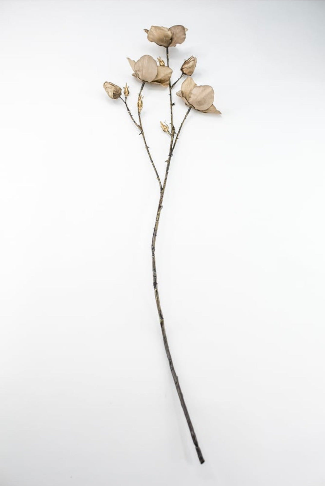 Brown Diamond Velvet Helleborus - 31" - Greenery MarketXFS796-BR/GR