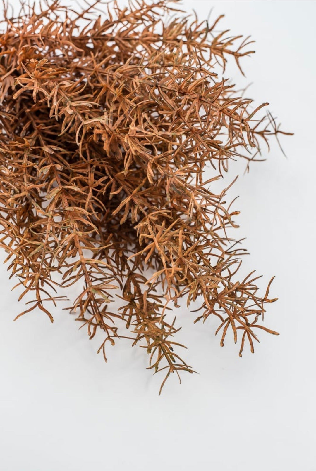 Brown Sprengeri Bush - Greenery Market85362-UV-BRN
