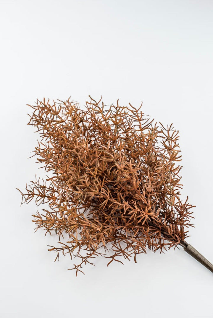 Brown Sprengeri Bush - Greenery Market85362-UV-BRN